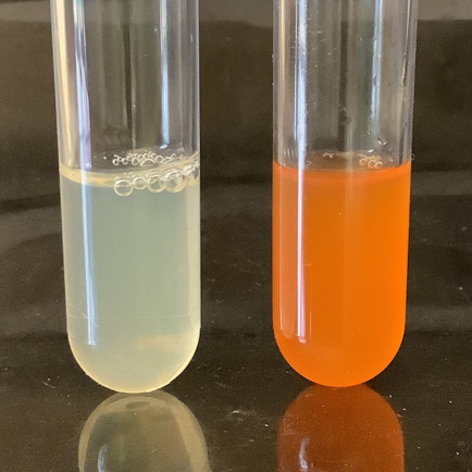 B-Streptokokken-medco