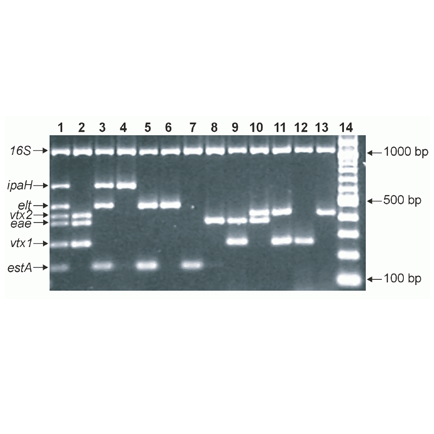 e-coli-PCR-medco